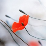 a1-2rkwuurl750fvzg5x7pnuy